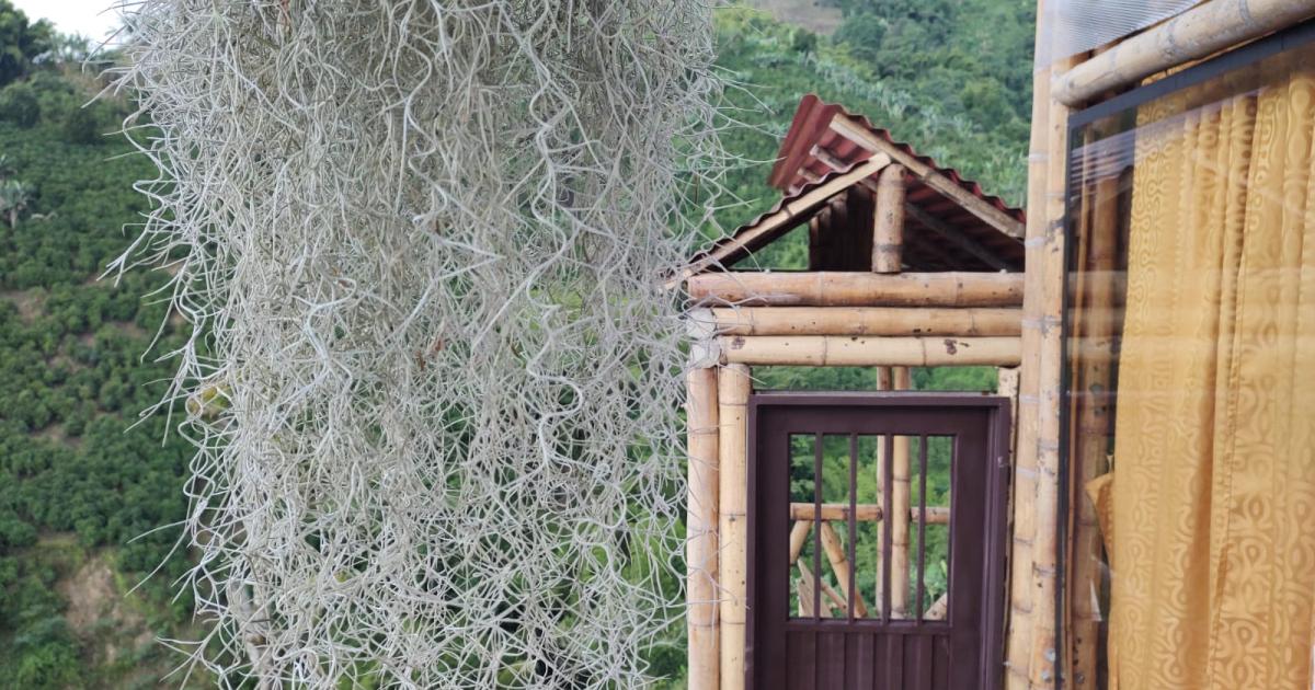 Entrada de cabaña de bambú